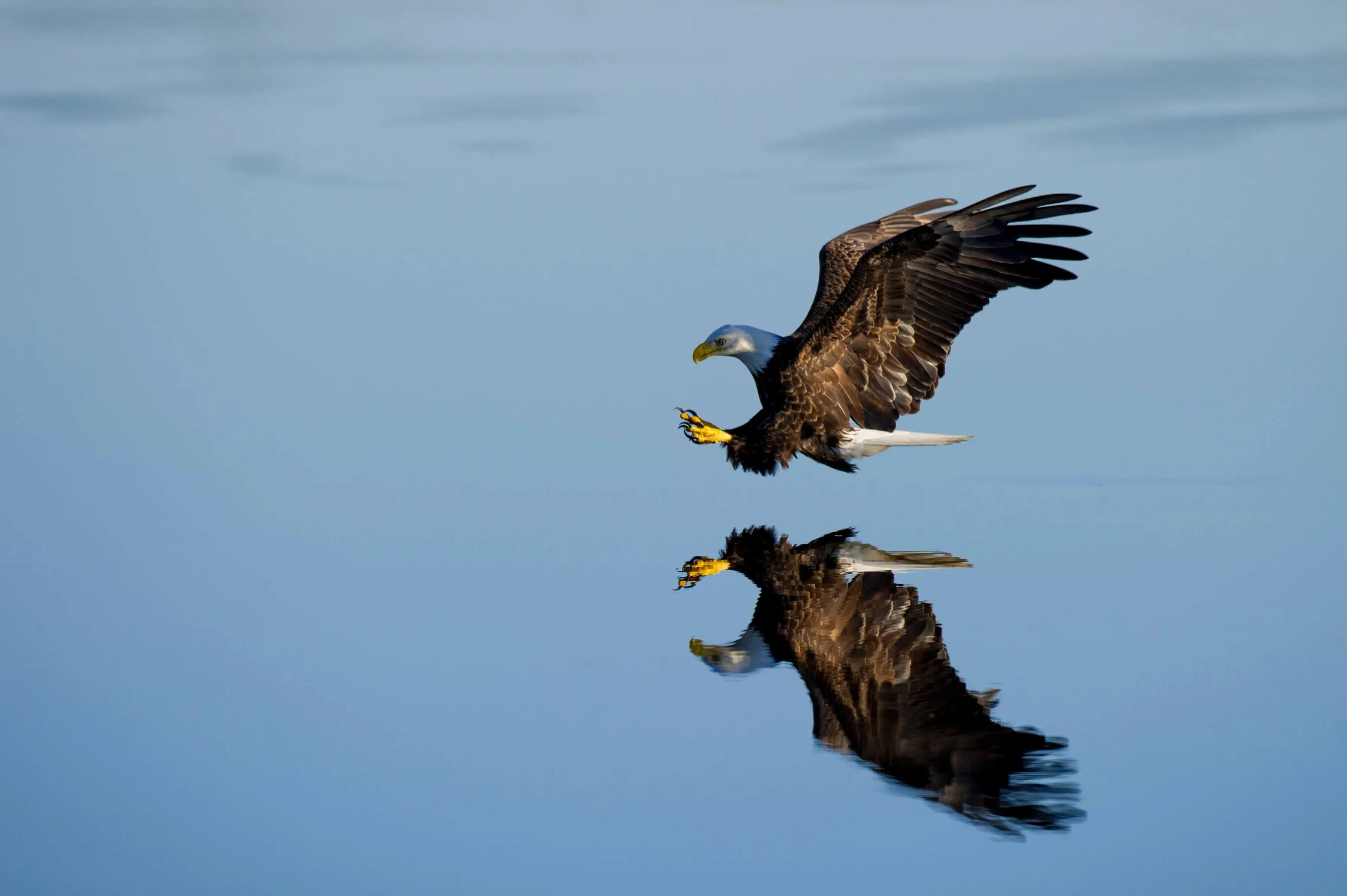 Bald eagle gliding over a lake.